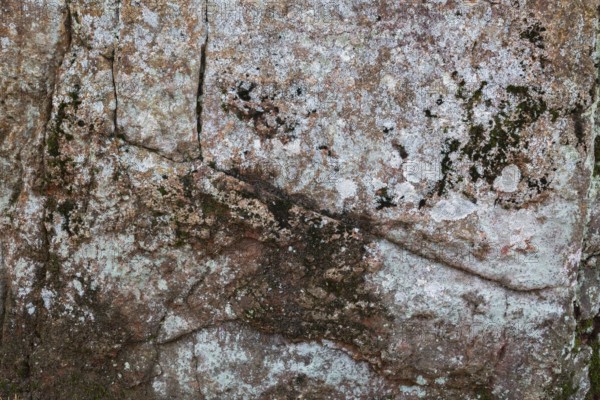 Close-up of porous outcrop rock surface covered with Lichen growth and Bryophyta - Green Moss in autumn, Quebec, Canada