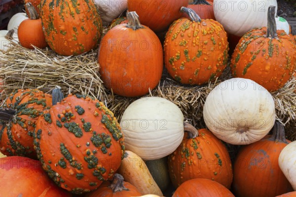 White and orange Cucurbita - Pumpkins including 'Warty Goblin' for sale in bin with yellow straw at farm stand in autumn, Quebec, Canada