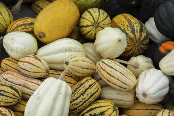 Close-up of Cucurbita pepo 'Delicata' - Squash and white pumpkins for sale in bin at outdoor market in autumn, Quebec, Canada