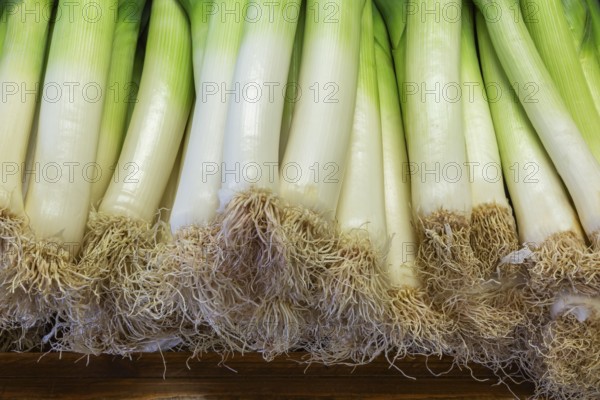 Close-up of freshly harvested Allium porrum - Leeks for sale at farm stand in autumn, Quebec, Canada