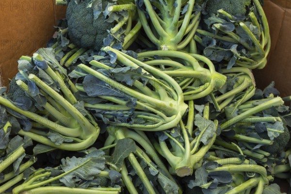 Close-up of chopped and discarded Brassica oleracea - Broccoli in cardboard box at farm stand in autumn, Quebec, Canada