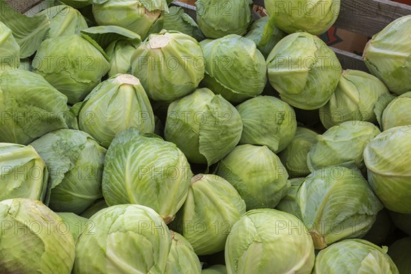 Close-up of freshly harvested Brassica oleracea - Cabbage heads in wooden bin at farm stand in autumn, Quebec, Canada
