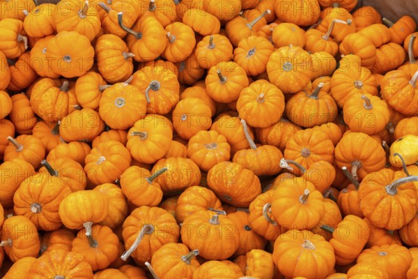 Close-up of freshly harvested Baby orange Cucurbita - Pumpkins for sale in a bin at farm stand in autumn, Quebec, Canada