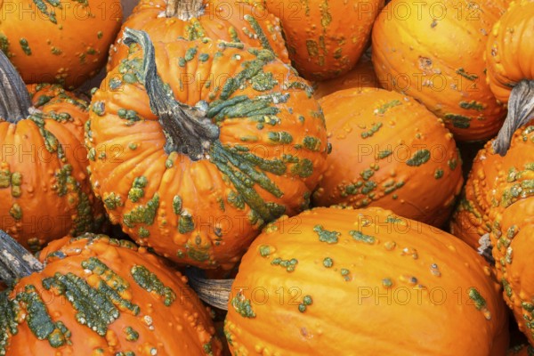 Close-up of Cucurbita pepo 'Warty Goblin' - Hybrid Pumpkins in autumn, Quebec, Canada