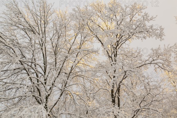 Side lit tall deciduous trees with branches covered with freshly fallen winter like snow at sunset in late autumn, Quebec, Canada