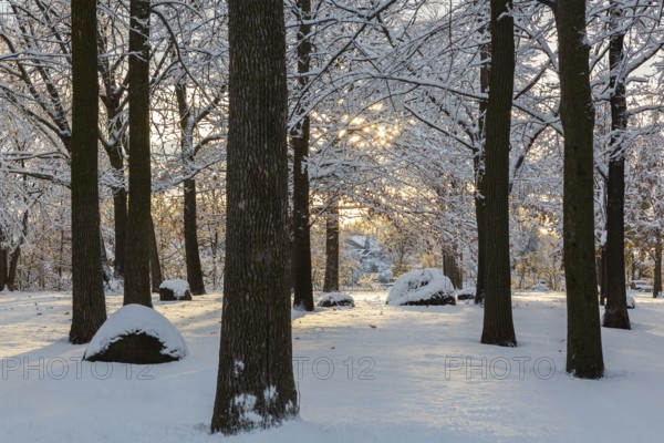 Sunburst through forest of tall semi silhouetted deciduous trees covered with freshly fallen winter like snow around sunset in late autumn, Ile Saint-Jean, Quebec, Canada