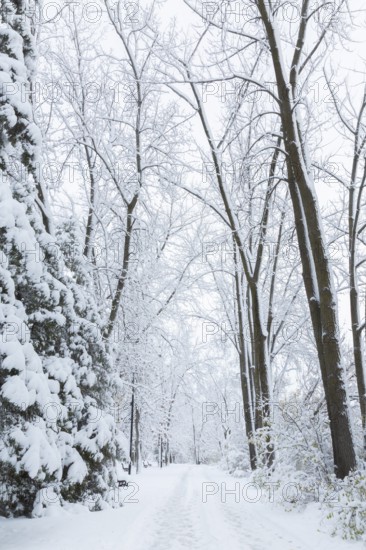 Wide walking path through misty forest of tall deciduous and evergreen trees covered with freshly fallen winter like snow in late autumn, Ile des Moulins, Old Terrebonne, Quebec, Canada