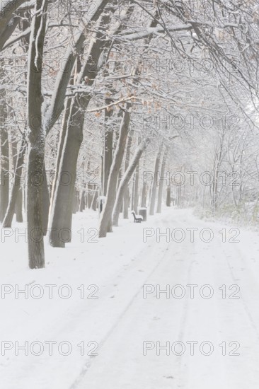 Wide walking path through foggy forest of tall deciduous and evergreen trees covered with freshly fallen winter like snow in public park in late autumn, Ile Saint-Jean, Terrebonne, Quebec, Canada
