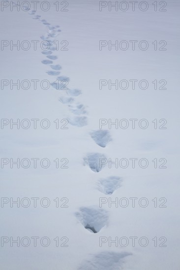 Trail of heavy boot prints left behind by person walking in freshly fallen winter like snow in field in late autumn, Quebec, Canada