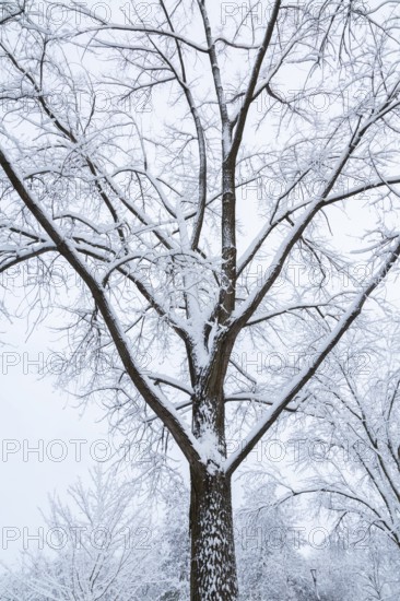 Tall deciduous tree covered with freshly fallen winter like snow in late autumn, Quebec, Canada