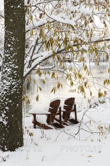 Two brown stained wooden Adirondack chairs by riverside framed by Salix - Willow tree branches covered with winter like snow in late autumn, Ile des Moulins, Old Terrebonne, Quebec, Canada
