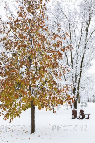 Fagus - Beech tree with leaves covered in winter like snow and two wooden Adirondack chairs in public park in late autumn, Ile des Moulins, Old Terrebonne, Quebec, Canada