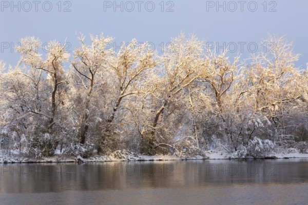 Mille Iles river and Ile des Moulins with Populus deltoides - Eastern Cottonwood trees covered with winter like snow in late autumn, Old Terrebonne, Quebec, Canada