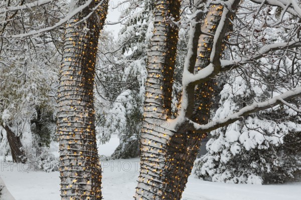 Large tree trunks decorated with illuminated Christmas lights and covered with winter like snow in late autumn at dusk, Ile des Moulins, Old Terrebonne, Quebec, Canada