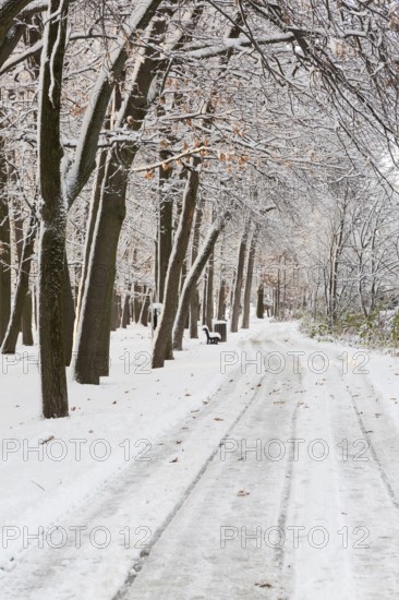 Wide walking path through forest of tall deciduous and evergreen trees covered with ice and freshly fallen winter like snow in public park in late autumn, Ile Saint-Jean, Terrebonne, Quebec, Canada