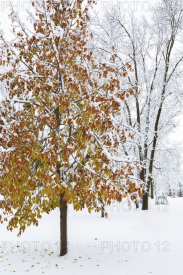 Fagus - Beech tree with leaves covered with winter like snow in public park in late autumn, Ile des Moulins, Old Terrebonne, Quebec, Canada