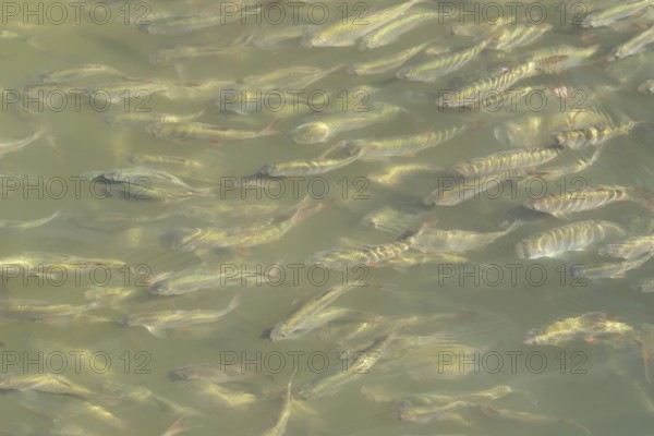 Common roach (Rutilus rutilus) adult fish in a shoal in a garden pond, England, United Kingdom