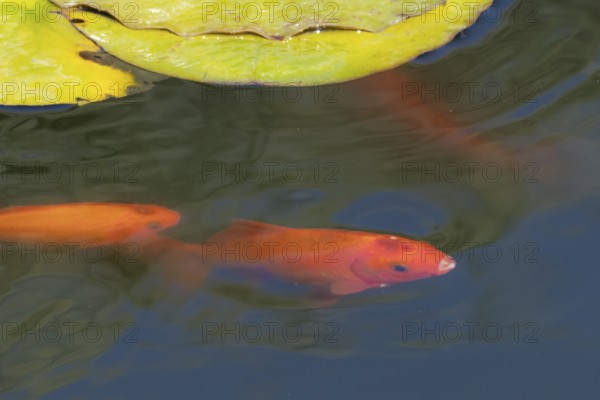 Common goldfish (Carassius auratus) adult fish in a garden pond, England, United Kingdom