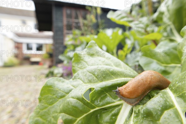Red slug (Arion rufus) adult gastropod molluscs on a garden vegetable plant leaf with a house in the background in summer, England, United Kingdom