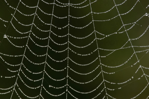 Dew water drops on a spiders web, England, United Kingdom