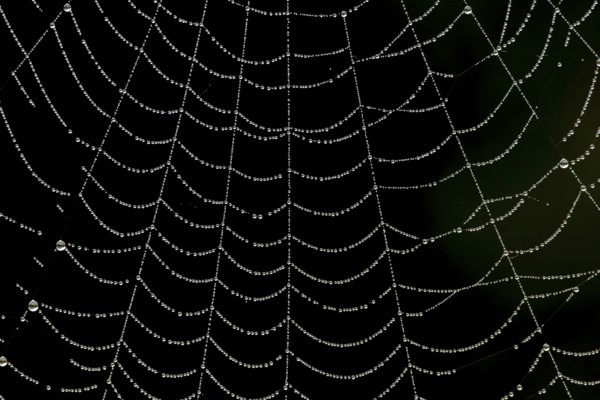 Dew water droplets on a spiders web, England, United Kingdom