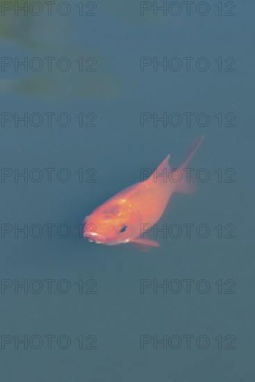 Common goldfish (Carassius auratus) adult fish in a garden pond, England, United Kingdom