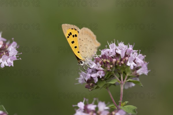 Small copper butterfly (Lycaena phlaeas) adult insect feeding on a garden purple Wild marjoram or Oregano flower in summer, England, United Kingdom