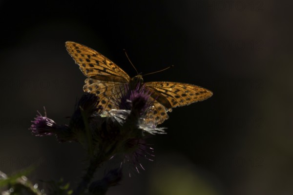 Silver-washed fritillary butterfly (Argynnis paphia) adult insect feeding on a thistle flower in summer, England, United Kingdom