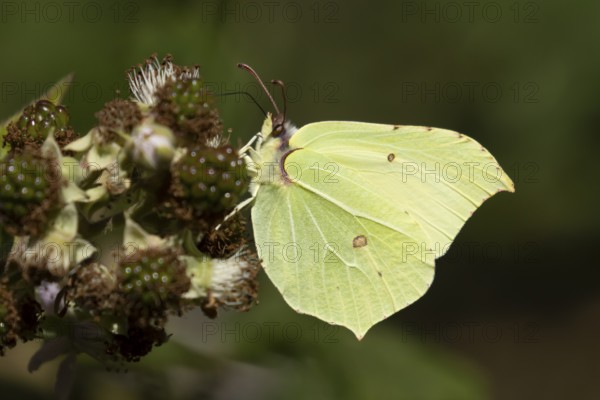 Brimstone butterfly (Gonepteryx rhamni) adult male insect feeding on a Bramble flower in summer, England, United Kingdom
