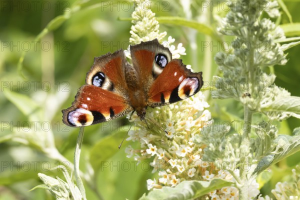 Peacock butterfly (Aglais io) adult insect feeding on a garden white Buddleja flower in summer, England, United Kingdom