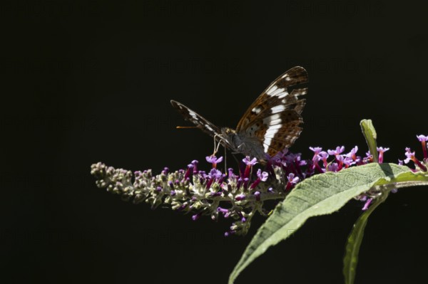 White admiral butterfly (Limenitis camilla) adult insect feeding on a garden purple Buddleja flower in summer, RSPB Minsmere nature reserve, Suffolk, England, United Kingdom
