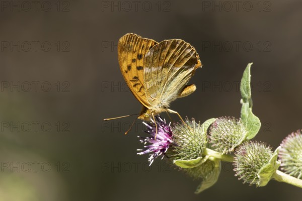 Silver-washed fritillary butterfly (Argynnis paphia) adult insect feeding on a Burdock flower in summer, England, United Kingdom
