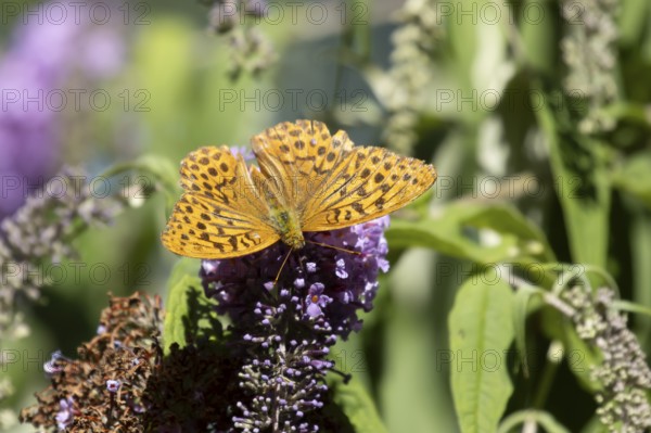 Silver-washed fritillary butterfly (Argynnis paphia) adult insect feeding on a garden purple Buddleja flower in summer, RSPB Minsmere nature reserve, Suffolk, England, United Kingdom