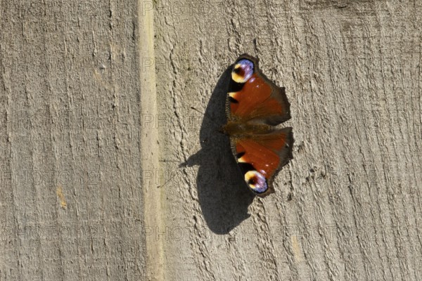 Peacock butterfly (Aglais io) adult insect resting on a garden wooden fence in summer, England, United Kingdom