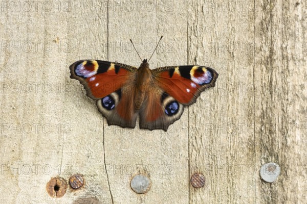 Peacock butterfly (Aglais io) adult insect resting on a garden shed in summer, England, United Kingdom