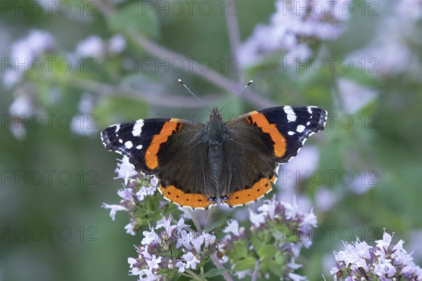 Red admiral butterfly (Vanessa atalanta) adult insect feeding on a garden purple Wild marjoram or Oregano flower in summer, England, United Kingdom