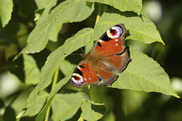 Peacock butterfly (Aglais io) adult insect resting on a plant leaf in summer, England, United Kingdom