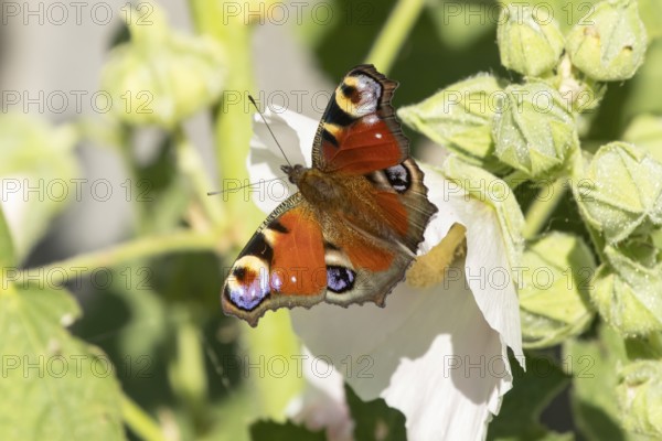 Peacock butterfly (Aglais io) adult insect resting on a garden Hollyhock flower in summer, England, United Kingdom