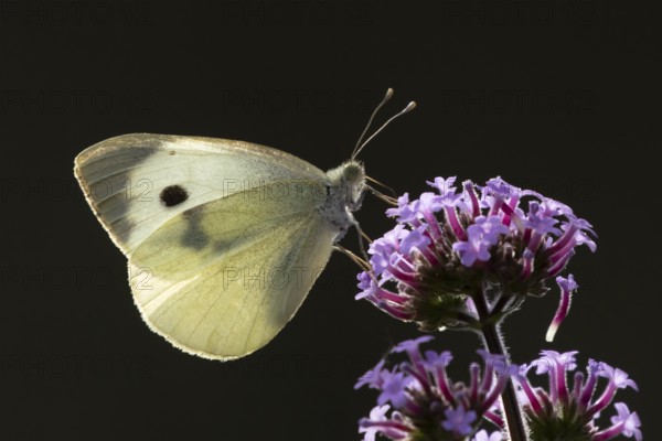 Large or Cabbage white butterfly (Pieris brassicae) adult insect feeding on a garden purple Verbena bonariensis flower in summer, England, United Kingdom