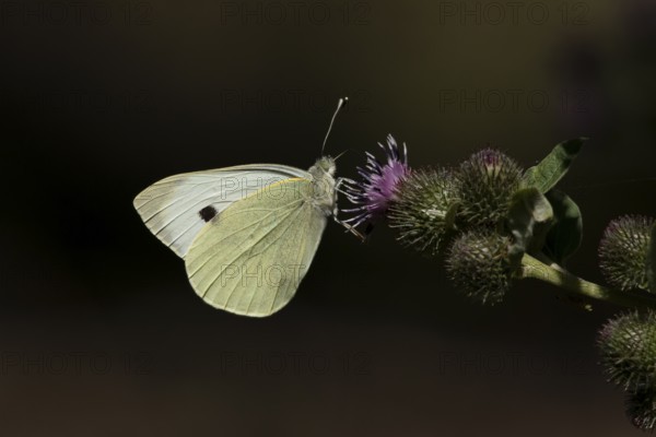 Large or Cabbage white butterfly (Pieris brassicae) adult insect feeding on a Burdock flower in summer, England, United Kingdom