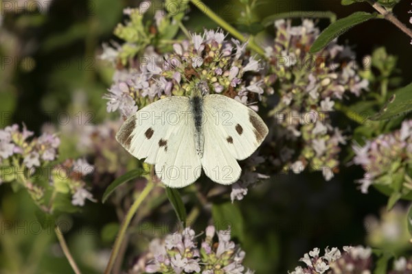 Large or Cabbage white butterfly (Pieris brassicae) adult insect feeding on a garden purple Wild marjoram or Oregano flower in summer, England, United Kingdom