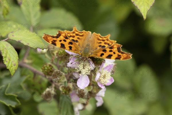 Comma butterfly (Polygonia c-album) adult insect feeding on a Bramble flower in summer, England, United Kingdom