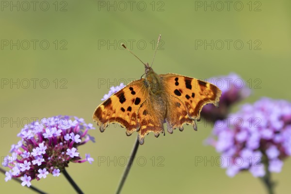 Comma butterfly (Polygonia c-album) adult insect feeding on a garden purple Verbena bonariensis flower in summer, England, United Kingdom