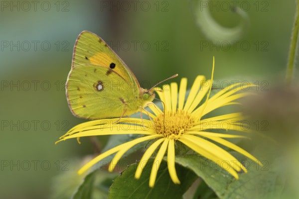Clouded yellow butterfly (Colias croceus) adult insect feeding on a garden flower in summer, England, United Kingdom