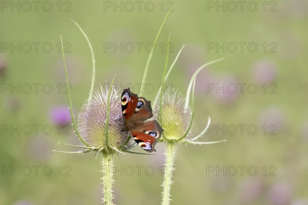 Peacock butterfly (Aglais io) adult insect feeding on a Teasel flower in summer, England, United Kingdom