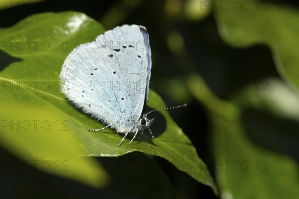 Holly blue butterfly (Celastrina argiolus) adult insect resting on an Ivy leaf in spring, England, United Kingdom