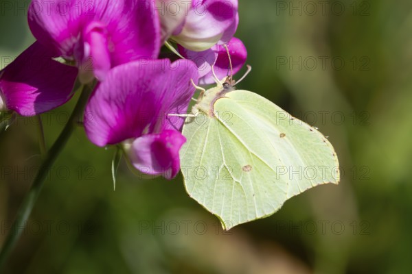Brimstone butterfly (Gonepteryx rhamni) adult male insect feeding on a garden Sweet pea flower in summer, England, United Kingdom