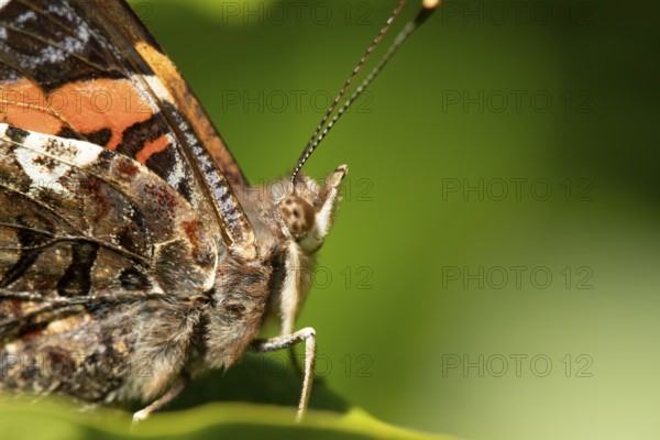 Red admiral butterfly (Vanessa atalanta) adult insect on a plant leaf in a garden in summer, England, United Kingdom