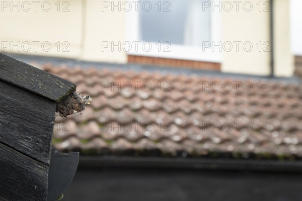 Red admiral butterfly (Vanessa atalanta) adult insect hibernating on a house roof in winter, England, United Kingdom