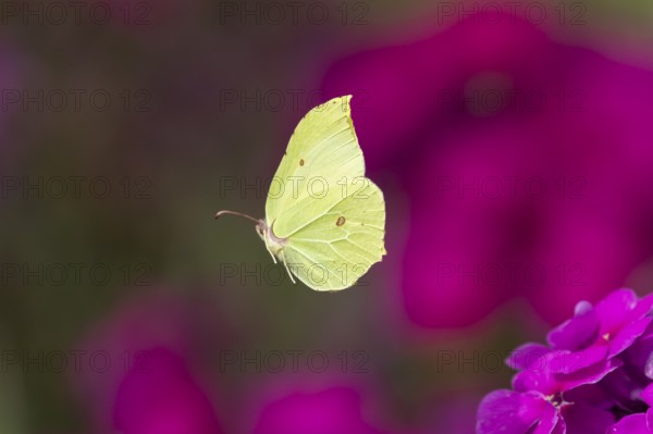 Brimstone butterfly (Gonepteryx rhamni) adult male insect flying over a garden flower border in summer, England, United Kingdom